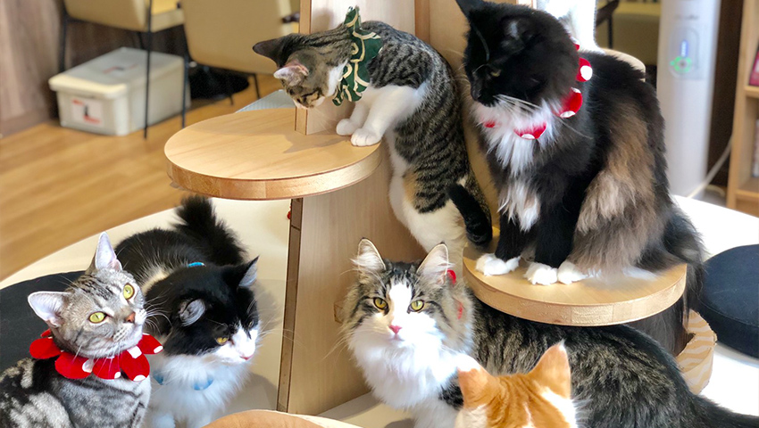 猫カフェ コックンの別荘 八王子店 動物系カフェ総合検索サイト 動物カフェサーチ アニカフェ Animal Cafe Search Anicafe