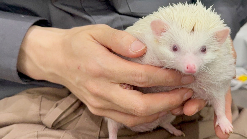 ここでしか見られない、触れないような動物もたくさん!