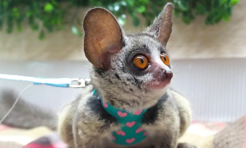 Small Animal Cafe ふわり
